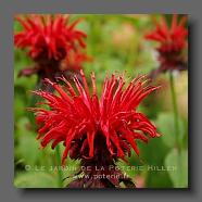 Monarda hybrid 'Cambridge Scarlet' (le jardin de la poterie Hillen) www.poterie.fr